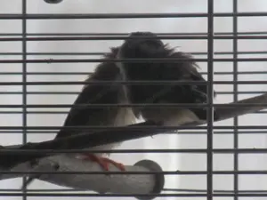 2 Zebrafinken zu verschenken. Bild 4