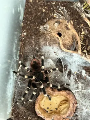 Weißknievogelspinne