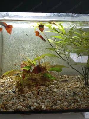 Fische Guppys abzugeben