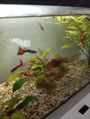 Fische Guppys abzugeben Bild 2