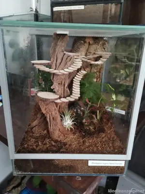 Terrarium mit Springspinne Phidippus  Bild 2