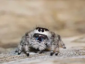 Terrarium mit Springspinne Phidippus 