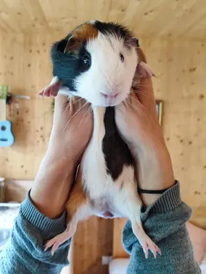 Meerschweinchen 
