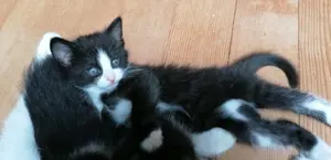 Babykatze sucht ein neues Zuhause