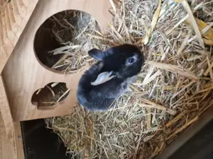 Babykaninchen Schlappohr