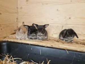Babykaninchen Schlappohr Bild 2