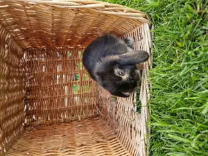 Babykaninchen Schlappohr Bild 3