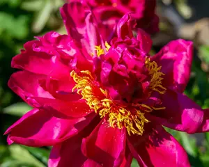 große Pfingsrose im 15 lt. Topf  Bild 2