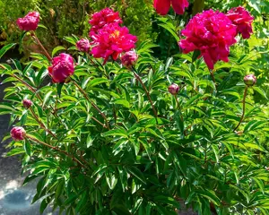Pfingsrose im 15 lt. Topf 