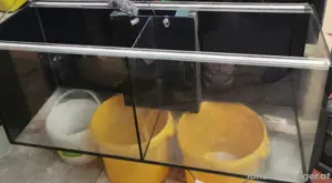Aquarium 240L (ideal für Zucht) Bild 2