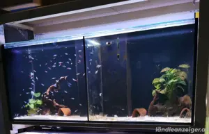 Aquarium 240L (ideal für Zucht)