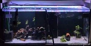 Aquarium 240L (ideal für Zucht) Bild 3