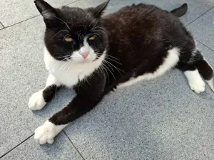 zugelaufene, besonders anhängliche und liebe  Katze sucht neues Zuhause oder seinen Besitzer