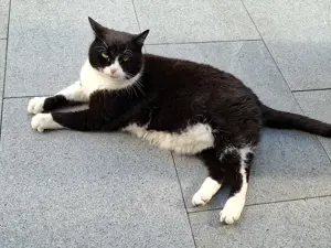 zugelaufene, besonders anhängliche und liebe  Katze sucht neues Zuhause oder seinen Besitzer Bild 3