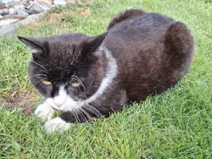 zugelaufene, besonders anhängliche und liebe  Katze sucht neues Zuhause oder seinen Besitzer Bild 2