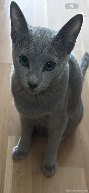 kater Rusischblau