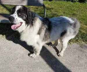 Buster - NOTFALL Österreich Bild 3