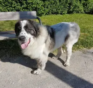 Buster - NOTFALL Österreich