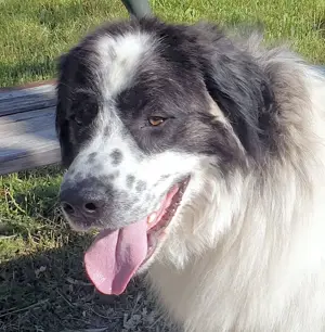 Buster - NOTFALL Österreich Bild 9
