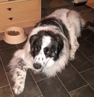 Buster - NOTFALL Österreich Bild 8