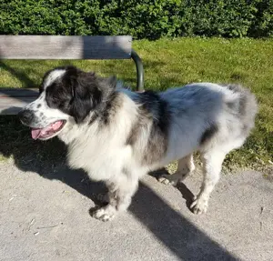 Buster - NOTFALL Österreich Bild 4