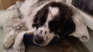 Buster - NOTFALL Österreich Bild 7
