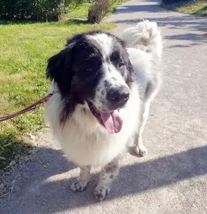 Buster - NOTFALL Österreich Bild 2