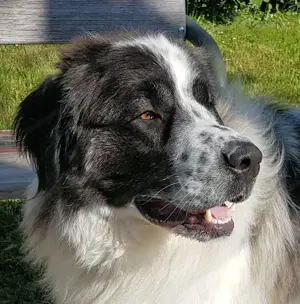 Buster - NOTFALL Österreich Bild 10