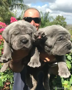 Registrierte Cane Corso Welpen 
