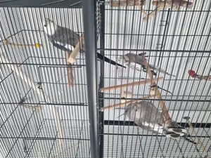 Vogelkäfig