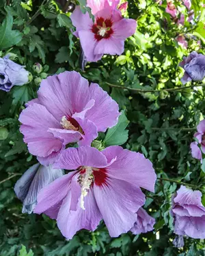 Winterharte Funkie, Hosta, Johanniskraut, Konifere, Montbretien Zwiebel, Hibiskus  Bild 9