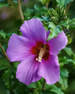 Winterharte Funkie, Hosta, Johanniskraut, Konifere, Montbretien Zwiebel, Hibiskus  Bild 8