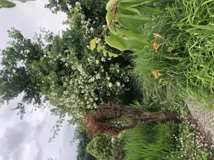  Verkaufe Taglilien Bild 3