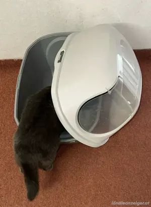 Katzenklo 