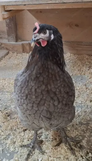 Verschenke Huhn 