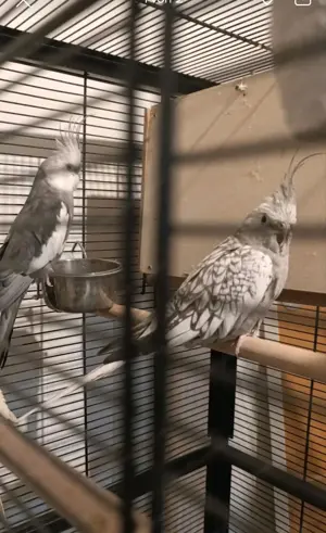 Vögel Käfig zum  Bild 2