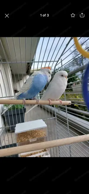 Vögel Käfig zum  Bild 3