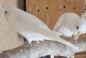 käfig und vogel