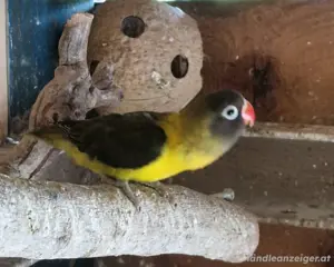 Käfig und Vögel Bild 4