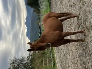 Reitbeteiligung zu vergeben