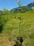 Hochstammapfelbaum Sorte Florina