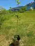 Hochstammapfelbaum Sorte Florina Bild 2