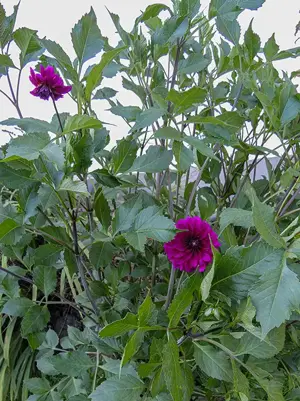 große Dahlien Knolle, hell- oder dunkelviolett, gefüllt,  Bild 3