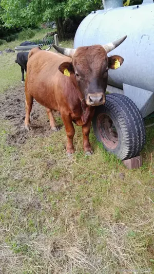Dexter Jungstier Bild 3