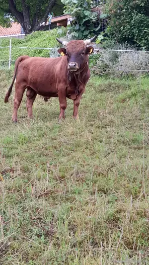 Dexter Jungstier Bild 2