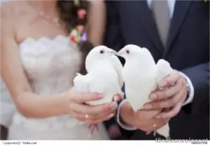 hochzeit tauben  Bild 2