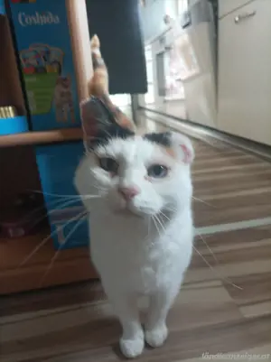 katze ludesch entlaufen  Bild 4