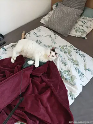 katze ludesch entlaufen  Bild 5