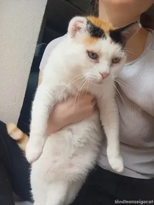 katze ludesch entlaufen 