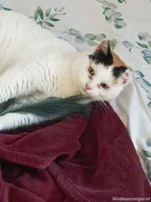 katze ludesch entlaufen  Bild 3